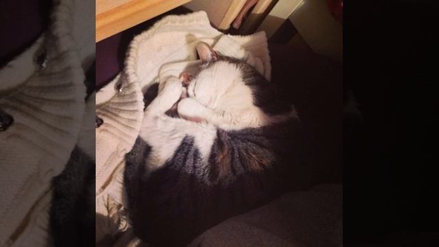 Наш Рыжик. #рыжий #рыжик #рыжийкот #коты #кот #животные #кошки #котэ #котейки #cats #cute #girlie смотреть онлайн