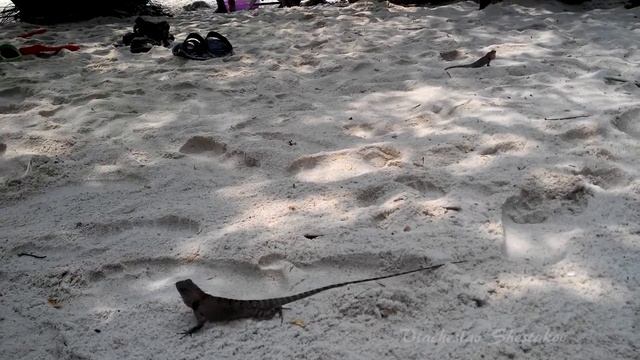 LIZARD FIGHT смотреть онлайн