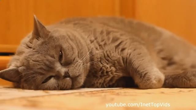 Подборка приколов № 5 Ноябрь 2013 приколы неудачи люди и животные смотреть онлайн