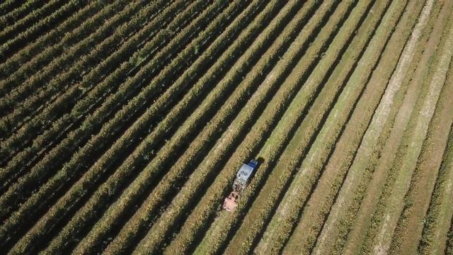Reynald Parmelin, Artisan vigneron смотреть онлайн