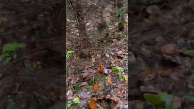 Пошли белые Грибы !