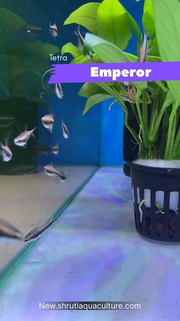 EMPEROR TETRA смотреть онлайн