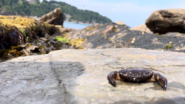 Life In The Rockpool: Furrowed Crab (xantho hydrophilus) | An Important Climate Change Species! смотреть онлайн