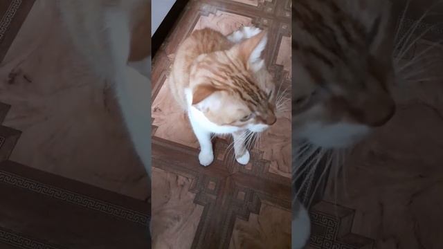 Рыжий кот ест оливки смотреть онлайн