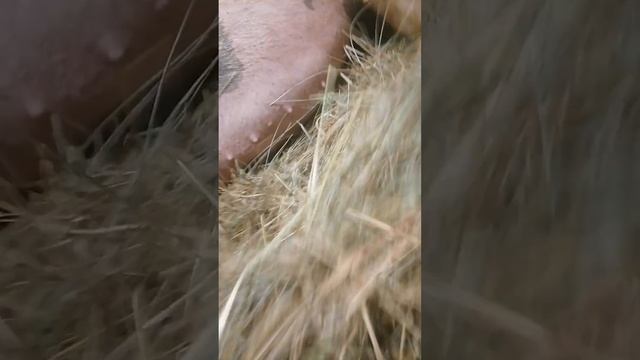 УХ, уж эта Свинячья свадьба.. 🐖🐖🎉 смотреть онлайн