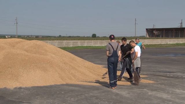 На Солигорщине уборочная кампания в самом разгаре