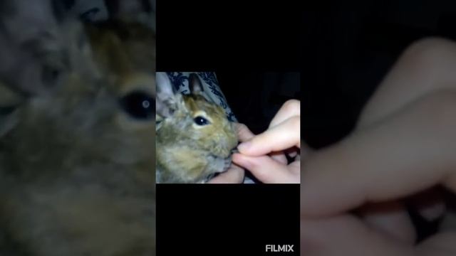 бельченок дегу кушает смотреть онлайн