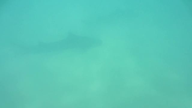 10 Sharks In 60 Seconds - Snorkeling With Leopard Sharks - La Jolla, San Diego, CA смотреть онлайн
