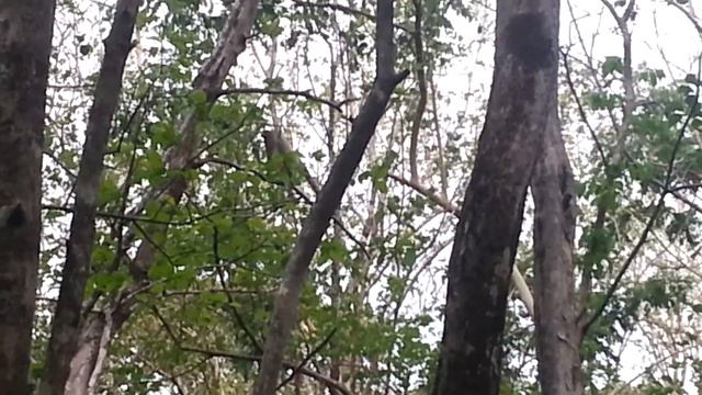 Roadside hawk at army ant raid in Guanacaste смотреть онлайн