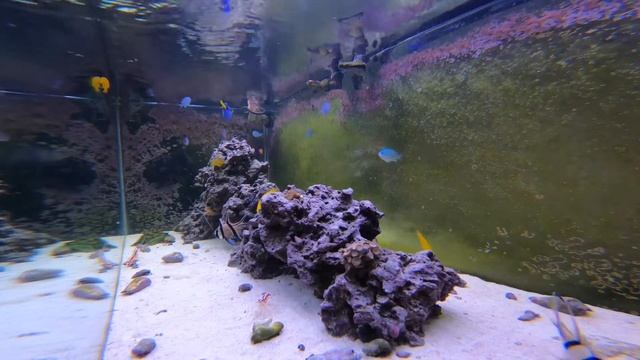 Relaxing Saltwater Reef Aquarium (Alastrea): High Energy Feeding смотреть онлайн