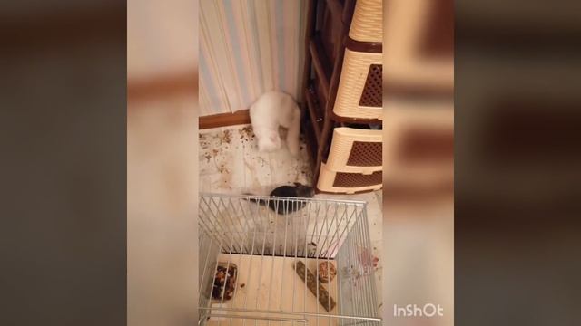 Шиншилла против кота смотреть онлайн