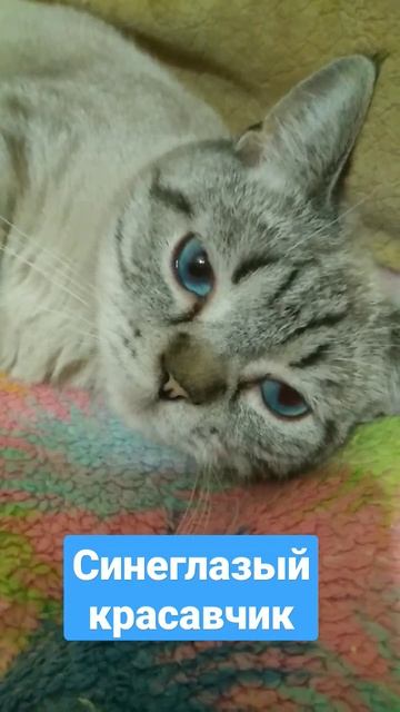 Питомник шотландских кошек Sweet Point 🌟 19 ноября 2022 г. смотреть онлайн