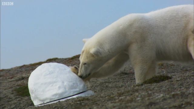 Polar Bear Destroys Spy Cam | Polar Bear Spy On The Ice | BBC Earth смотреть онлайн
