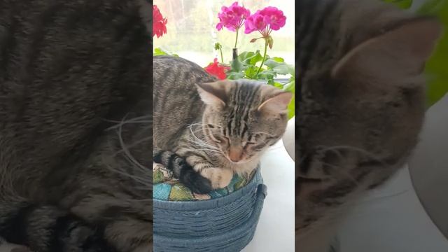 Кот смотреть онлайн