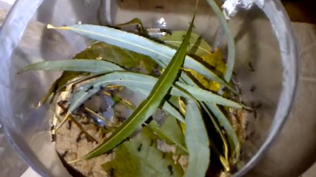 Hormigas Acromyrmex lundi en hormiguero artificial смотреть онлайн