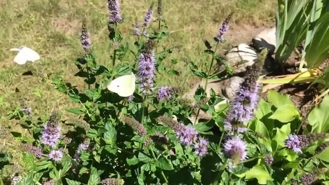 White Sulphur Butterflies смотреть онлайн