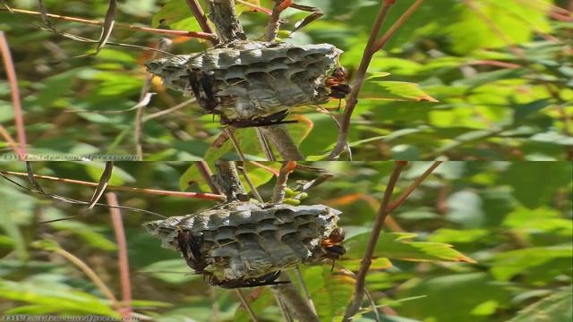 3D Paper Wasps смотреть онлайн