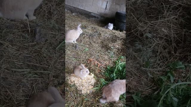 КОТЁНКУ МАМА КРОЛИК НЕ ДАЁТ ПОИГРАТЬ СМОТРИТЕ ДО КОНЦА смотреть онлайн