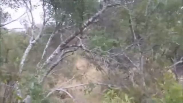 Гиены против львов видео смотреть онлайн