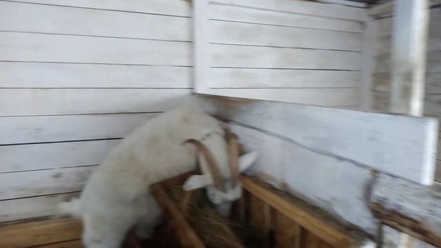 Зима уж за окном...,а мы всё в своих хлопотах. смотреть онлайн
