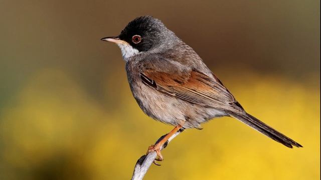 Sylvia conspicillata смотреть онлайн