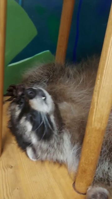 КРОШКА ЕНОТ#енотовиль смотреть онлайн