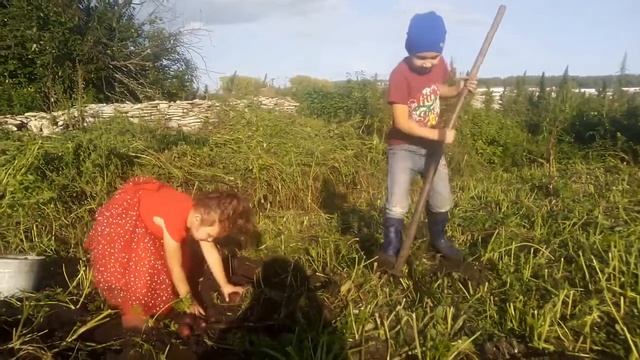 Вот так копаем картошку😀 смотреть онлайн