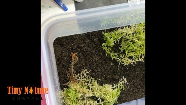 Scolopendra morsitans (Egyptian tiger centipede) feeding смотреть онлайн