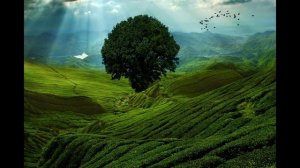 Зелёное утро. Брэдбери Рэй. Слушать рассказ