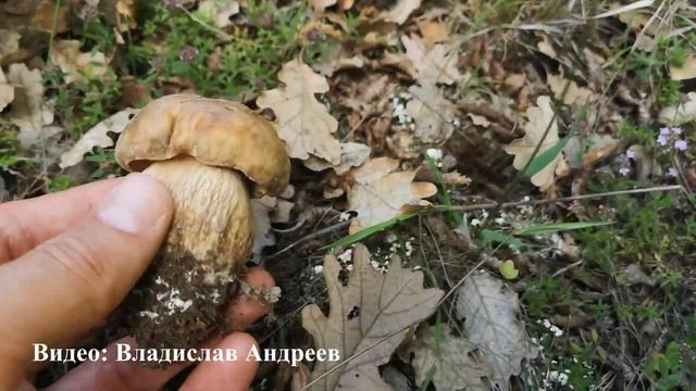 Първите ми Манатарки за 2023г Първо Качество смотреть онлайн