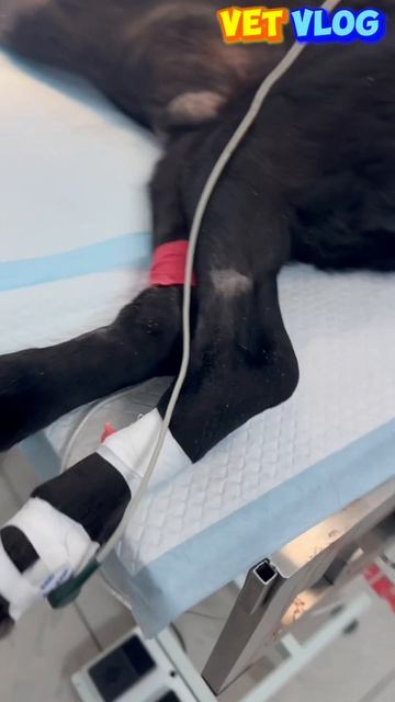 Опухоль кости и вынужденная ампутация 😢 #vet #vetvlog #dog #animal смотреть онлайн