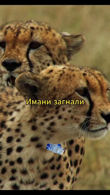 Котёнок защищает маму #животные #звери #animals смотреть онлайн