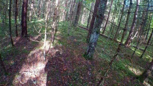 Пошли в красивый лес за белыми грибами. смотреть онлайн