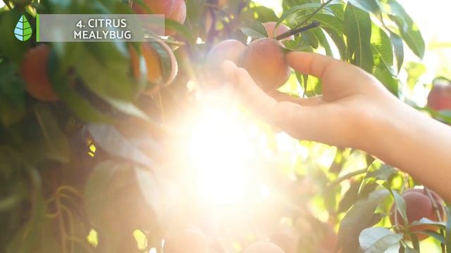 Protect your LEMON TREE from PESTS and DISEASES 🦟🍋 How to Identify and Treat Them смотреть онлайн