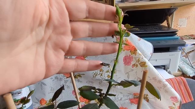 РОЗЫ ИЗ КОРОБКИ! Как жили, и как умирали. 9 апреля 2024 г. смотреть онлайн