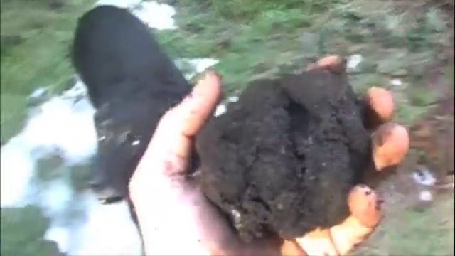 Huge Oregon Black Truffle Mushroom