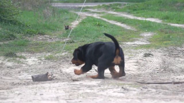 В ПРОДАЖЕ! Щенок ротвейлера Кенни