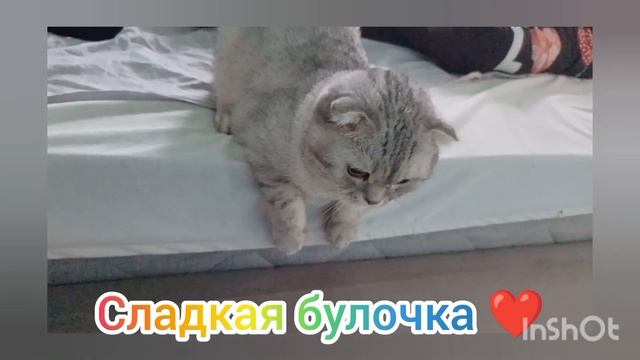 🐈Ириска. Тяжелая жизнь после рождения! 😥 смотреть онлайн