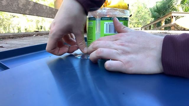 How To Start A Black Soldier Fly Larvae Colony