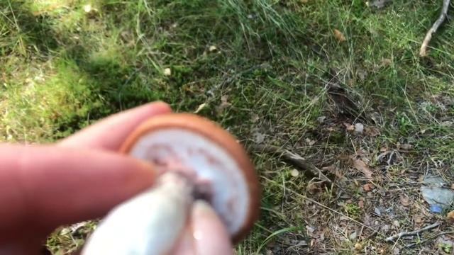 Сбор гриб часть2