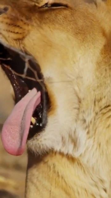 A journey into the savanna смотреть онлайн