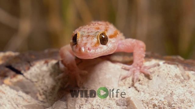 turkish gecko смотреть онлайн