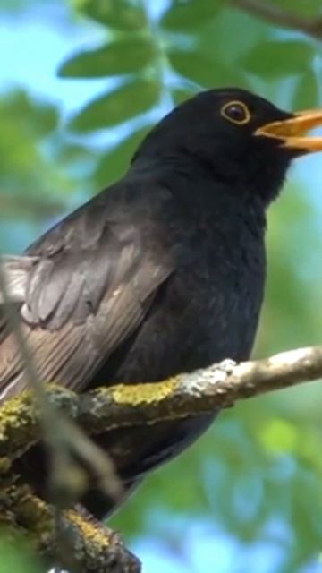 MELODIOUS VOICE OF THE CHINESE BLACKBIRD #shorts #birds #beautiful смотреть онлайн