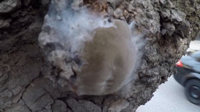 Загадочный гриб на дереве.