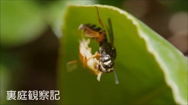 アカアシツチスガリ (Cerceris albofasciata) смотреть онлайн