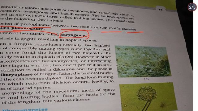 Kingdom Fungi chapter-2 Biological Classification class-11 #kingdomfungi #fungi #neet #biology #ree смотреть онлайн