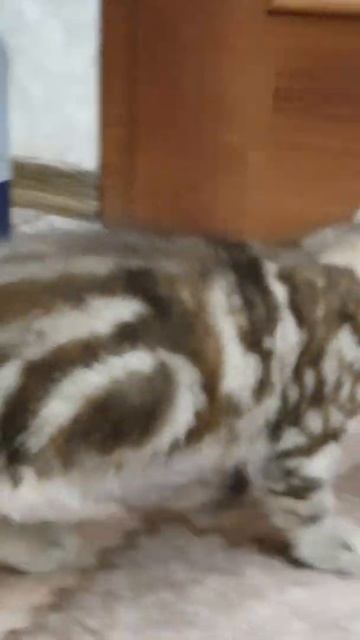 Акаме муркает, как мама, которая зовет к себе котят🥰 смотреть онлайн