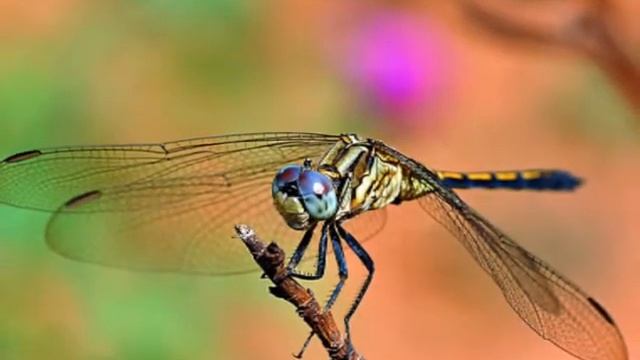 Nikon D90 Macro Shots