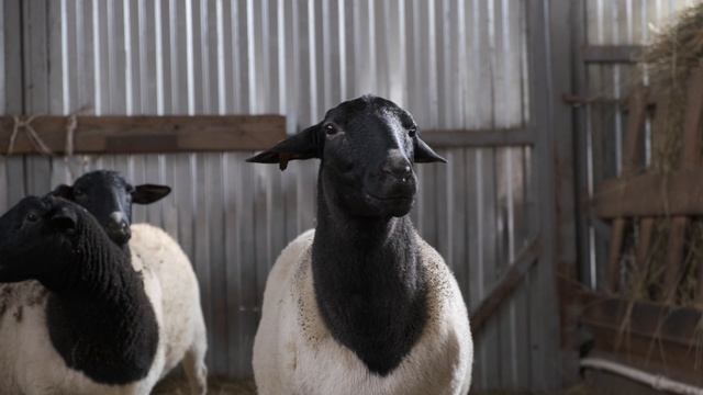 Овцы породы дорпер. Лучшая ли порода или все таки нет? смотреть онлайн