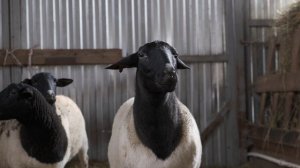 Овцы породы дорпер. Лучшая ли порода или все таки нет?